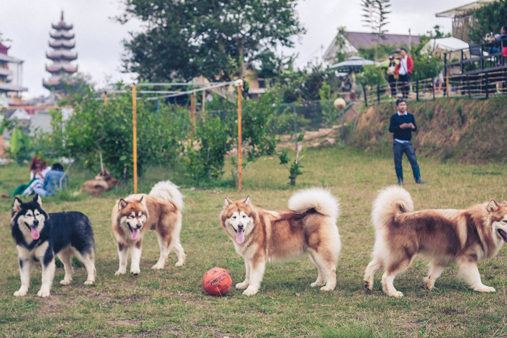 Cún cưng tại puppy farm