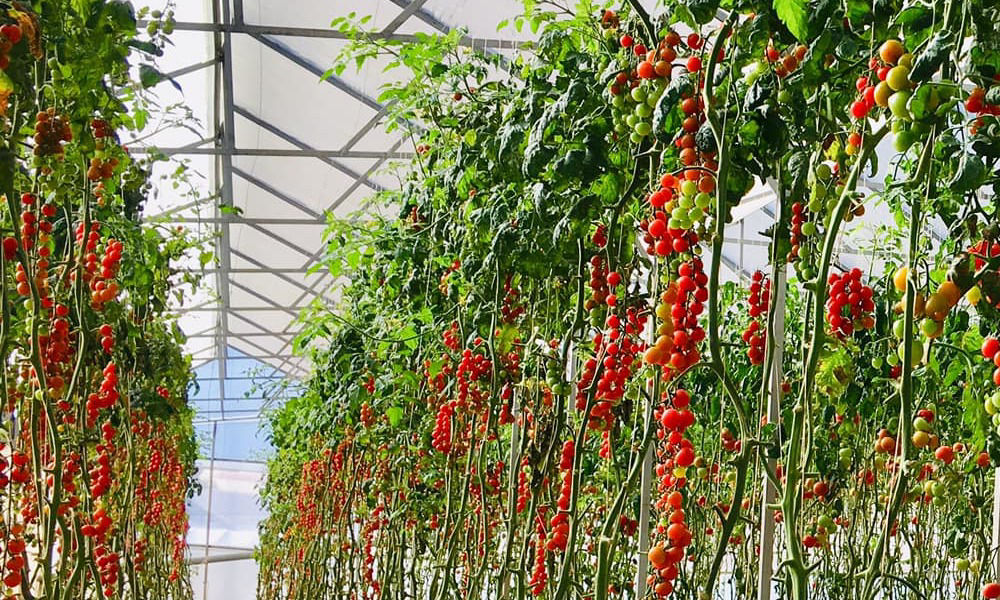 09 công dụng tuyệt vời của quả cà chua tại Nông Trại Cún